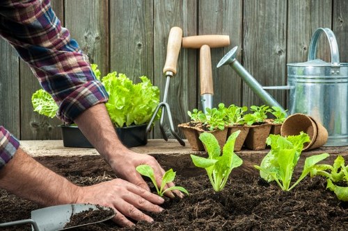 Professional lawn mowing service in Ilford maintaining a green garden
