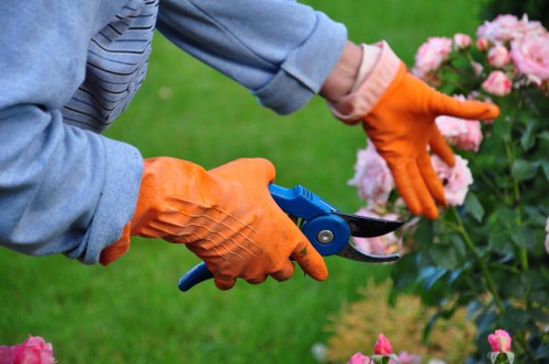 In the image, a gardener wearing a light blue shirt with rolled-up sleeves and bright orange gardening gloves is trimming a flowering shrub with a small pair of pruning shears. The shrub features dense pink blossoms and dark green foliage, situated in a well-maintained garden. The background shows a neatly kept lawn with lush, green grass and a few other plants, suggesting a landscaped outdoor space typical of a residential garden in Ilford. The scene appears to be outdoors on a clear day with natural lighting, highlighting the vibrant colors of the flowers and the greenery. This image captures a gardening activity related to hedge and shrub maintenance, relevant to professional lawn and garden care services such as those provided by Lawn Mowing Ilford, who specialise in gardening and outdoor maintenance in the area. The focus on pruning and plant care underscores the detailed landscaping work that enhances the visual appeal of residential gardens in Ilford, making it suitable for a gardening services website targeting local homeowners seeking professional shrub trimming and garden upkeep.