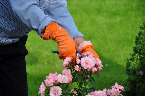 Comprehensive range of lawn mowing services offered in Ilford