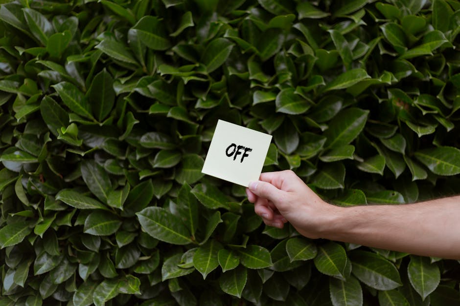 A close-up view of a dense, well-maintained hedge composed of glossy, dark green leaves, with a person's hand holding a small white card labeled 'OFF' in black text, positioned against the foliage. Th