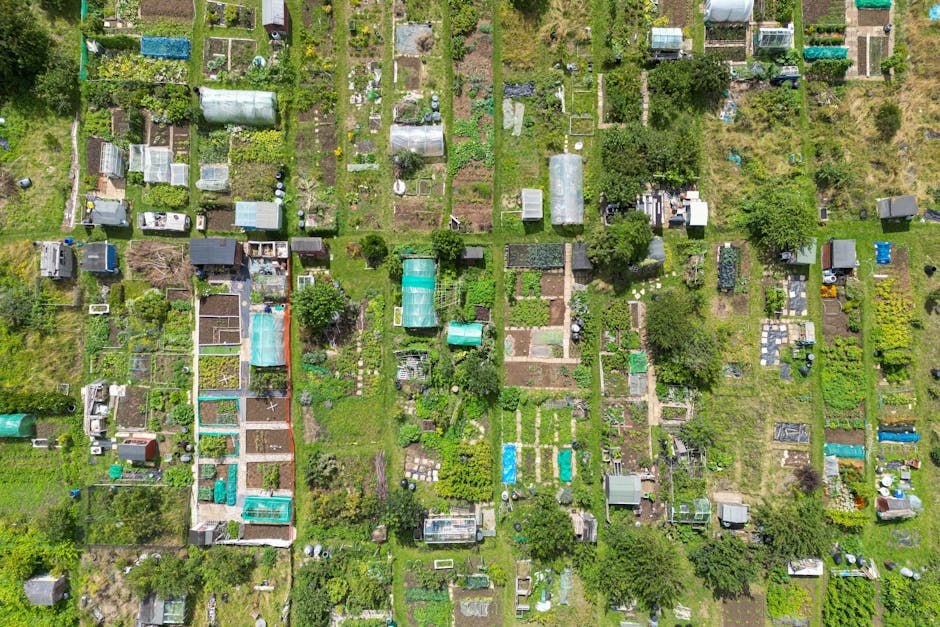 An aerial view of a community garden divided into multiple rectangular plots, each bordered by wooden or metal fencing. The garden features a variety of plants, including leafy vegetables, herbs, and
